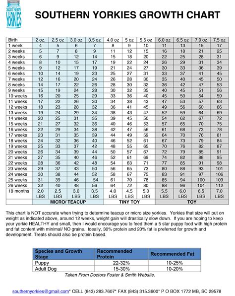 yorkie growing chart|yorkie growth chart pdf.